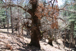 Roverella monte Egitto